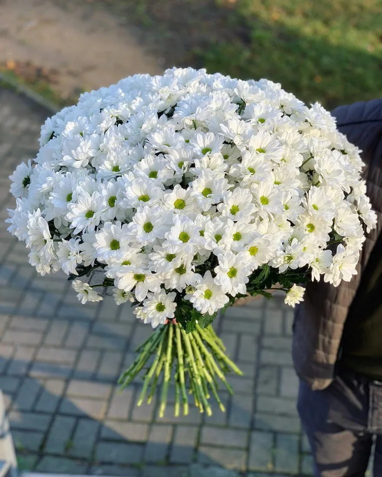 Букет из 25 белых кустовых хризантем