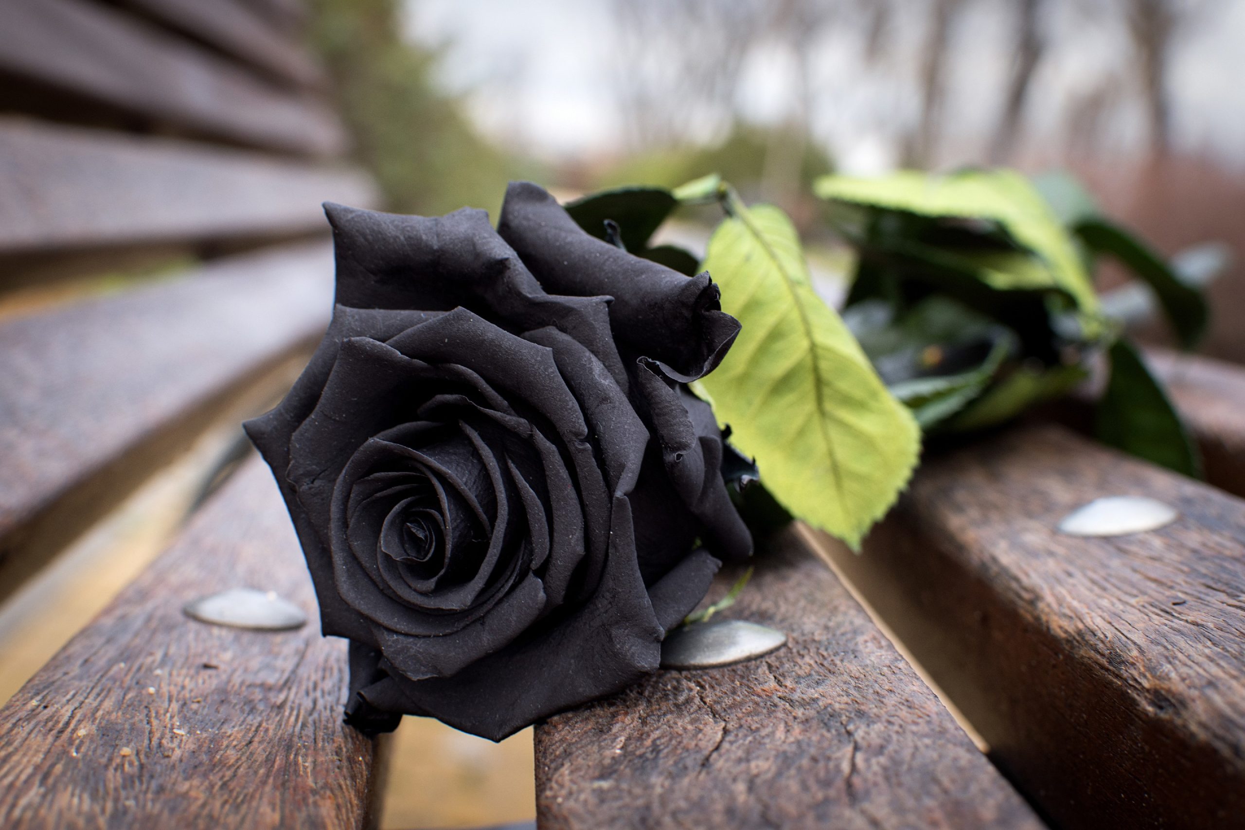 Заказать Черная роза в Омске | Магазин цветов «‎ЛеаФлор»